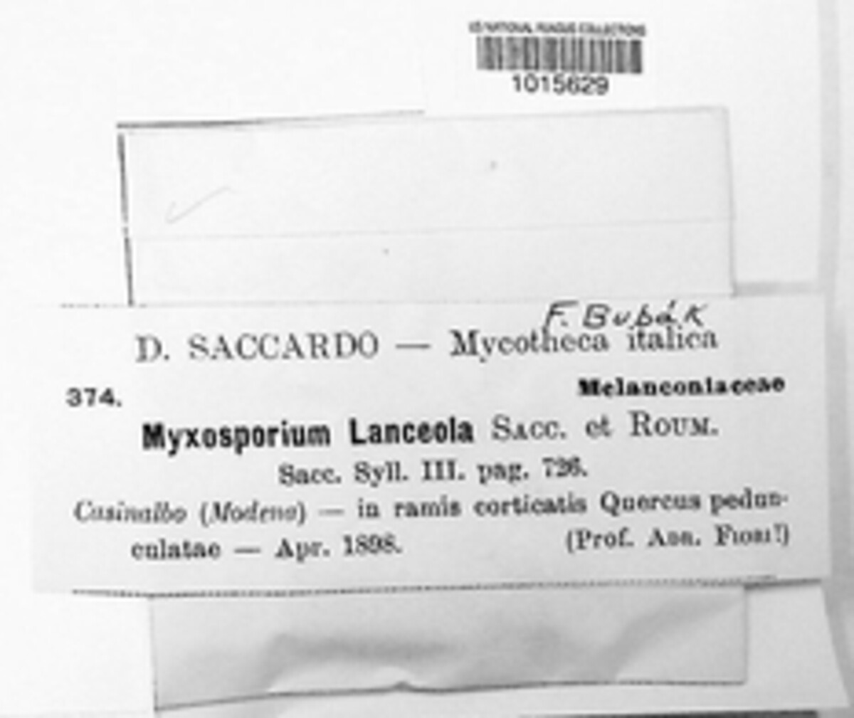 Myxosporium lanceola image